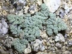 Oreonana clementis