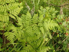 Athyrium distentifolium