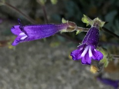 Penstemon caesius