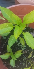 Piperales