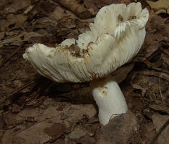 Russula modesta