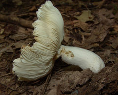Russula modesta