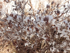 Rhododendron kiusianum