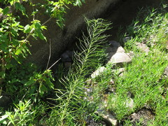 Amsonia hubrichtii