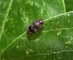 Brachys ovatus