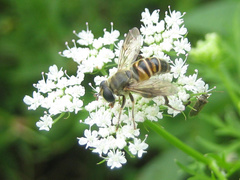 Mallota curvigaster