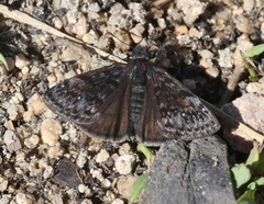 Erynnis pacuvius