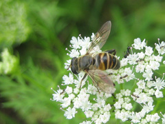 Mallota curvigaster