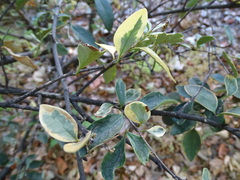 Ligustrum japonicum