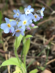 Myosotis decumbens
