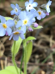 Myosotis decumbens