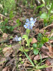 Myosotis decumbens