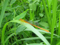 Ceriagrion auranticum