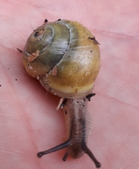 Cepaea hortensis