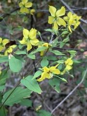 Lysimachia tonsa
