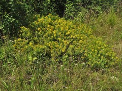 Hypericum lobocarpum