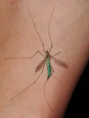 Nephrotoma virescens