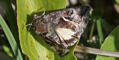 Autographa sansoni