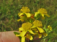 Hypericum lobocarpum