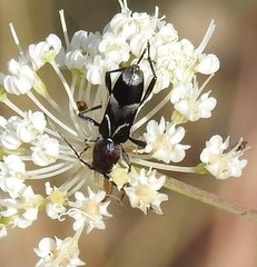 Chlorophorus ruficornis