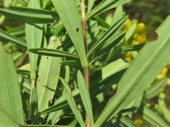 Hypericum lobocarpum