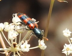 Trichodes leucopsideus