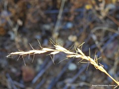 Helictochloa bromoides bromoides