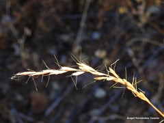 Helictochloa bromoides bromoides
