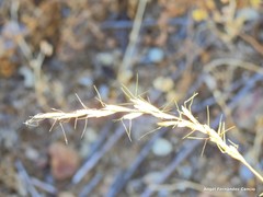 Helictochloa bromoides bromoides