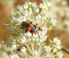 Trichodes leucopsideus