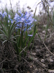 Hyacinthella pallasiana