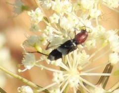 Chlorophorus ruficornis