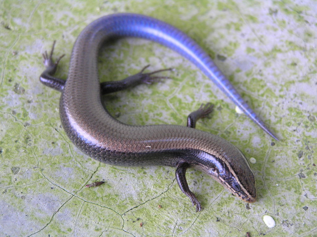 Cuernavaca Shortnose Skink