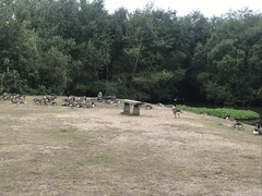 Branta canadensis