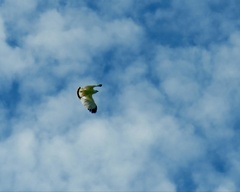 Pseudastur albicollis