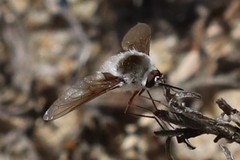 Bombylius incanus