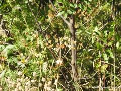 Euphorbia serrata