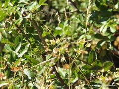 Euphorbia serrata
