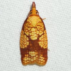Cenopis reticulatana