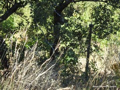 Brachypodium phoenicoides