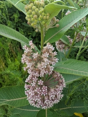 Asclepias syriaca