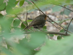 Erithacus rubecula