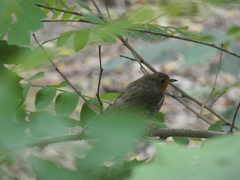 Erithacus rubecula