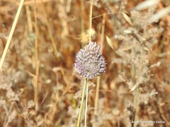Allium sphaerocephalon