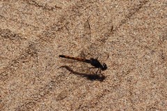 Erythrodiplax berenice