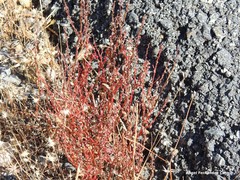 Rumex bucephalophorus