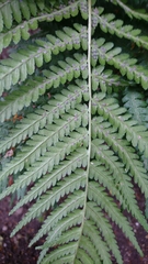 Dryopteris filix-mas