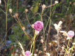 Allium sphaerocephalon