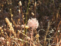 Allium ampeloprasum