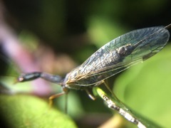 Raphidiidae